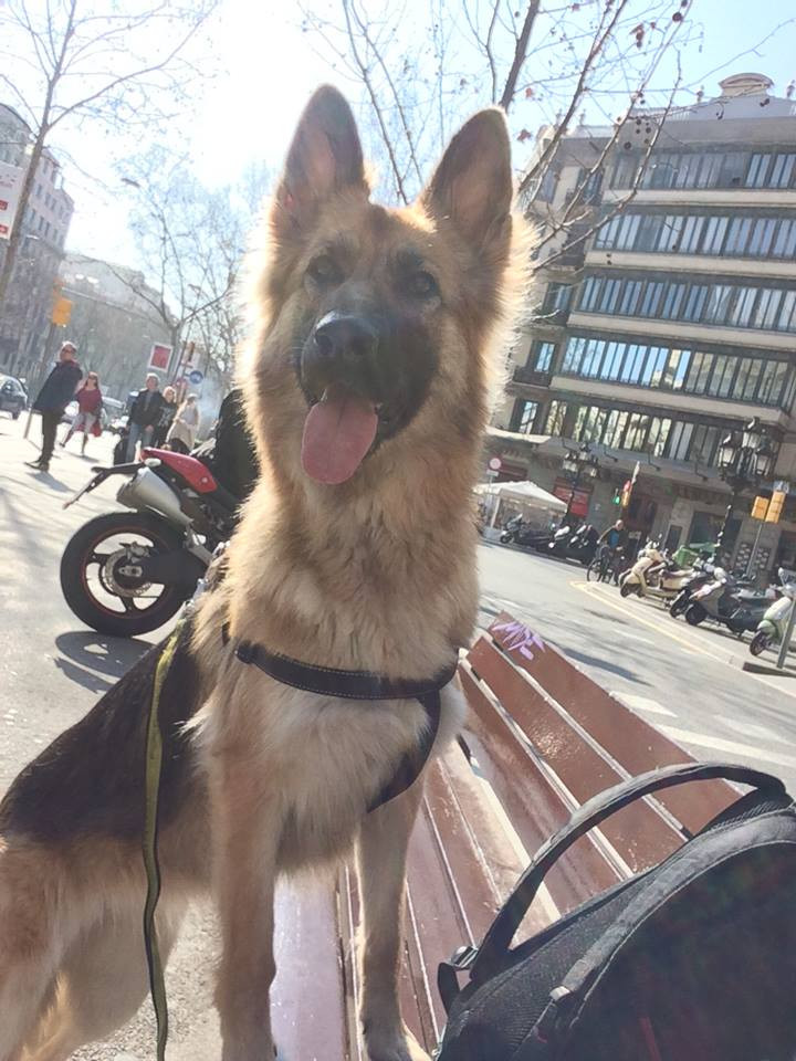 Bring Your Dog To Work Benefits To Companies